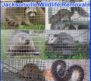 Jacksonville Animal Control and Pest Critter Removal Services