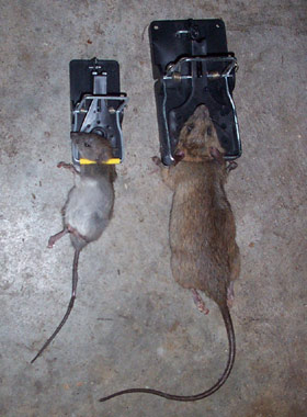 Norway Rat Biology: Rattus